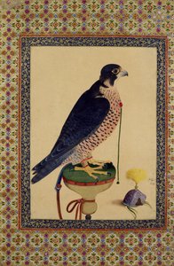 Ms E-14 Falcon, from a Moraqqa
